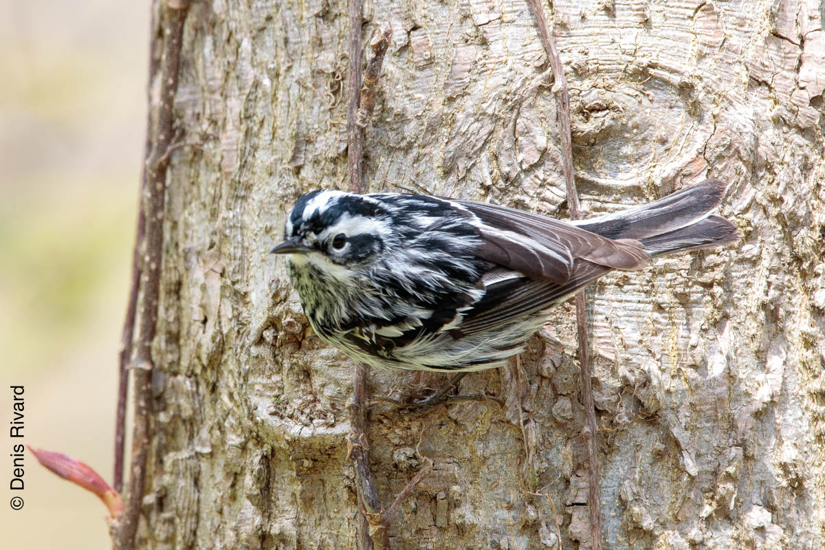 Black-and-white warbler (paruline noire-et-blanche) By Marie-France and Denis Rivard © 